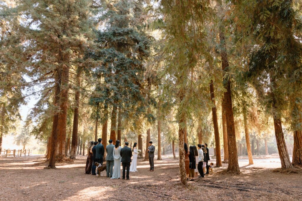 Carbon Canyon redwood grove elopement wedding photos by orange county wedding photographer