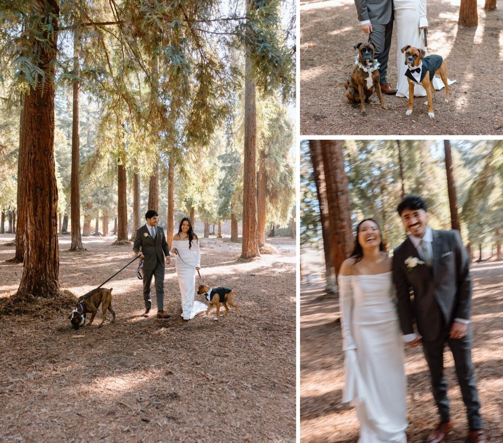 Wedding Photos with dogs, blurry wedding photos Carbon Canyon redwood grove elopement wedding photos