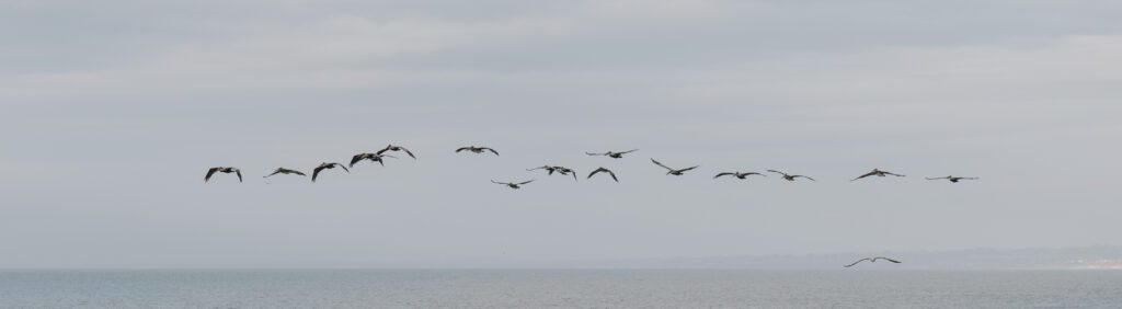 Pelicans Flying Over a wedding at the La Jolla San Diego Cliffs and Beaches Ceremony.